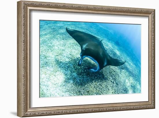 An adult manta ray at Makaser, Komodo Nat'l Park, Flores Sea, Indonesia, Southeast Asia-Michael Nolan-Framed Photographic Print