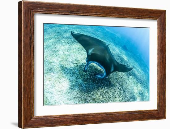 An adult manta ray at Makaser, Komodo Nat'l Park, Flores Sea, Indonesia, Southeast Asia-Michael Nolan-Framed Photographic Print