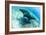 An adult manta ray at Makaser, Komodo Nat'l Park, Flores Sea, Indonesia, Southeast Asia-Michael Nolan-Framed Photographic Print