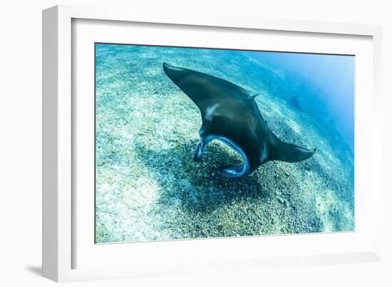 An adult manta ray at Makaser, Komodo Nat'l Park, Flores Sea, Indonesia, Southeast Asia-Michael Nolan-Framed Photographic Print