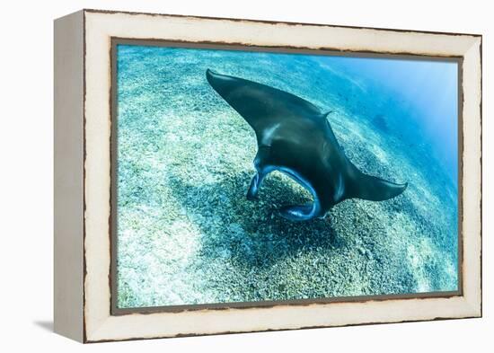 An adult manta ray at Makaser, Komodo Nat'l Park, Flores Sea, Indonesia, Southeast Asia-Michael Nolan-Framed Premier Image Canvas