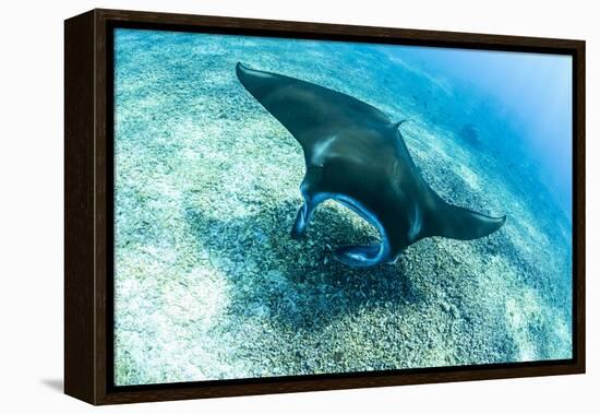 An adult manta ray at Makaser, Komodo Nat'l Park, Flores Sea, Indonesia, Southeast Asia-Michael Nolan-Framed Premier Image Canvas