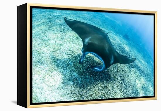 An adult manta ray at Makaser, Komodo Nat'l Park, Flores Sea, Indonesia, Southeast Asia-Michael Nolan-Framed Premier Image Canvas