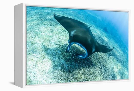 An adult manta ray at Makaser, Komodo Nat'l Park, Flores Sea, Indonesia, Southeast Asia-Michael Nolan-Framed Premier Image Canvas