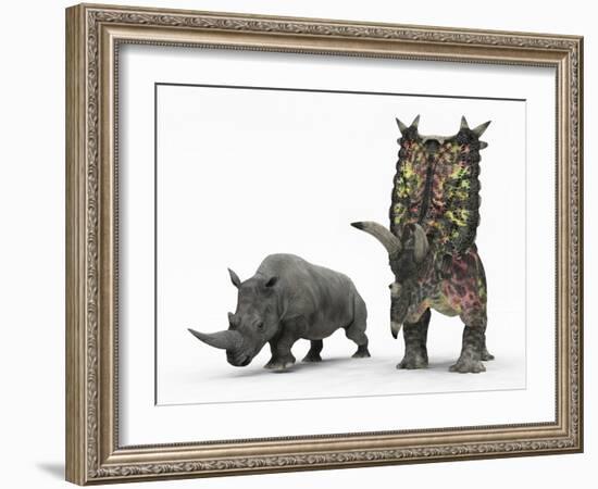 An Adult Pentaceratops Compared to a Modern Adult White Rhinoceros-Stocktrek Images-Framed Photographic Print