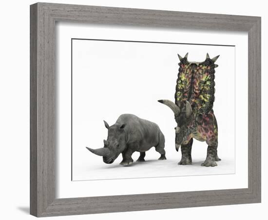 An Adult Pentaceratops Compared to a Modern Adult White Rhinoceros-Stocktrek Images-Framed Photographic Print