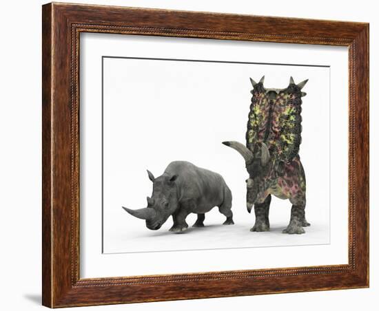 An Adult Pentaceratops Compared to a Modern Adult White Rhinoceros-Stocktrek Images-Framed Photographic Print