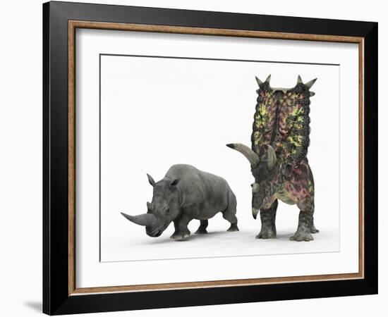 An Adult Pentaceratops Compared to a Modern Adult White Rhinoceros-Stocktrek Images-Framed Photographic Print