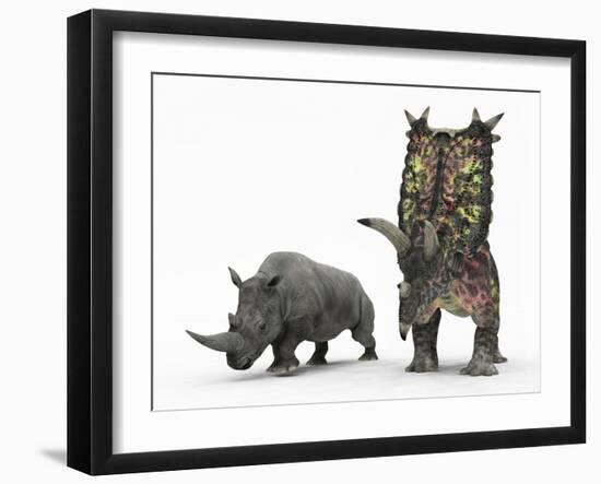 An Adult Pentaceratops Compared to a Modern Adult White Rhinoceros-Stocktrek Images-Framed Photographic Print