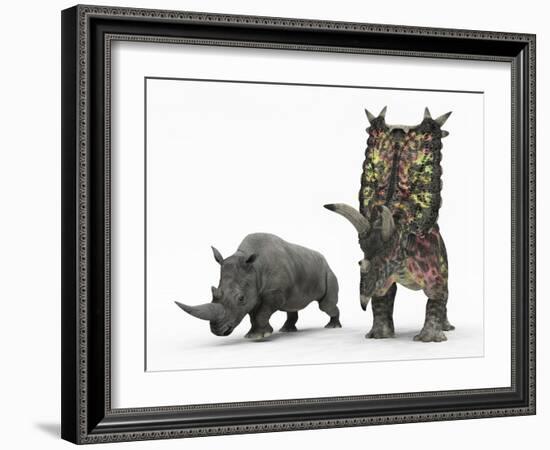 An Adult Pentaceratops Compared to a Modern Adult White Rhinoceros-Stocktrek Images-Framed Photographic Print