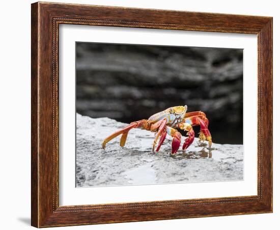 An adult Sally lightfoot crab (Grapsus grapsus), at Puerto Egas, Santiago Island, Galapagos-Michael Nolan-Framed Photographic Print