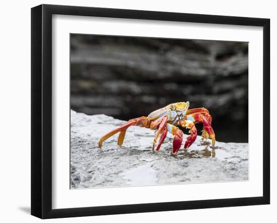 An adult Sally lightfoot crab (Grapsus grapsus), at Puerto Egas, Santiago Island, Galapagos-Michael Nolan-Framed Photographic Print