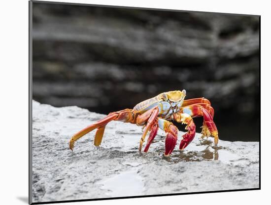 An adult Sally lightfoot crab (Grapsus grapsus), at Puerto Egas, Santiago Island, Galapagos-Michael Nolan-Mounted Photographic Print