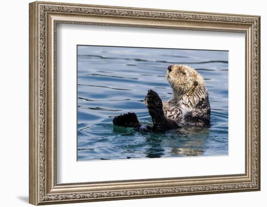 An adult sea otter (Enhydra lutris), swimming in Glacier Bay National Park, Southeast Alaska-Michael Nolan-Framed Photographic Print