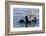 An adult sea otter (Enhydra lutris), swimming in Glacier Bay National Park, Southeast Alaska-Michael Nolan-Framed Photographic Print