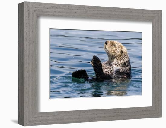 An adult sea otter (Enhydra lutris), swimming in Glacier Bay National Park, Southeast Alaska-Michael Nolan-Framed Photographic Print