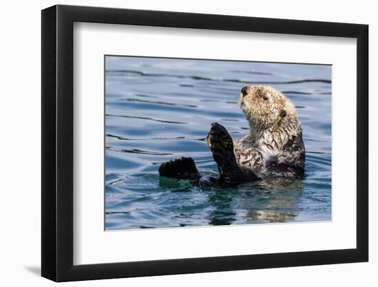 An adult sea otter (Enhydra lutris), swimming in Glacier Bay National Park, Southeast Alaska-Michael Nolan-Framed Photographic Print