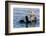 An adult sea otter (Enhydra lutris), swimming in Glacier Bay National Park, Southeast Alaska-Michael Nolan-Framed Photographic Print