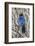 An Adult Steller's Jay (Cyanocitta Stelleri) in Rocky Mountain National Park-Michael Nolan-Framed Photographic Print