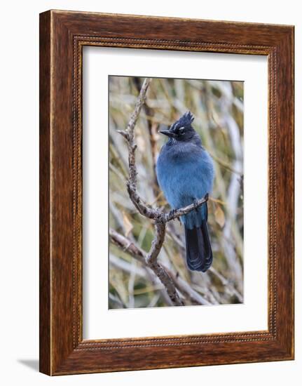 An Adult Steller's Jay (Cyanocitta Stelleri) in Rocky Mountain National Park-Michael Nolan-Framed Photographic Print