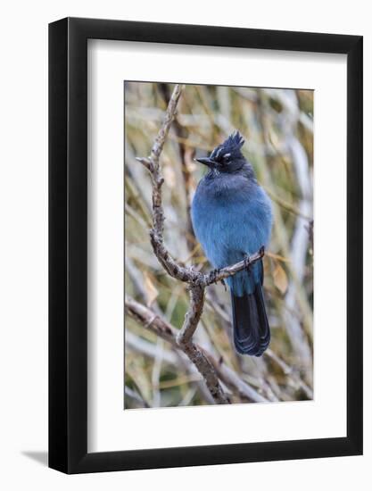 An Adult Steller's Jay (Cyanocitta Stelleri) in Rocky Mountain National Park-Michael Nolan-Framed Photographic Print