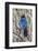 An Adult Steller's Jay (Cyanocitta Stelleri) in Rocky Mountain National Park-Michael Nolan-Framed Photographic Print