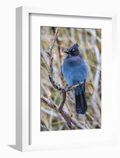 An Adult Steller's Jay (Cyanocitta Stelleri) in Rocky Mountain National Park-Michael Nolan-Framed Photographic Print