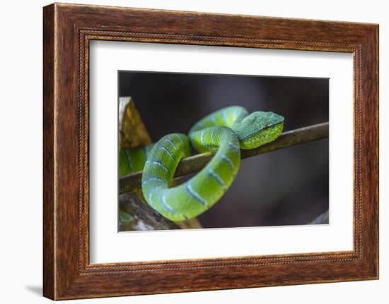 An Adult Venemous Male Borneo Temple Viper (Tropidolaemus Subannulatus), Malaysia-Michael Nolan-Framed Photographic Print