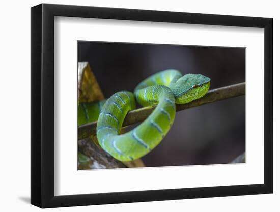 An Adult Venemous Male Borneo Temple Viper (Tropidolaemus Subannulatus), Malaysia-Michael Nolan-Framed Photographic Print