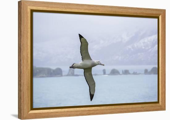 An Adult Wandering Albatross (Diomedea Exulans) in Flight Near Prion Island, Polar Regions-Michael Nolan-Framed Premier Image Canvas