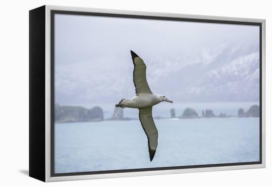 An Adult Wandering Albatross (Diomedea Exulans) in Flight Near Prion Island, Polar Regions-Michael Nolan-Framed Premier Image Canvas