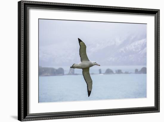 An Adult Wandering Albatross (Diomedea Exulans) in Flight Near Prion Island, Polar Regions-Michael Nolan-Framed Photographic Print