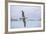 An Adult Wandering Albatross (Diomedea Exulans) in Flight Near Prion Island, Polar Regions-Michael Nolan-Framed Photographic Print