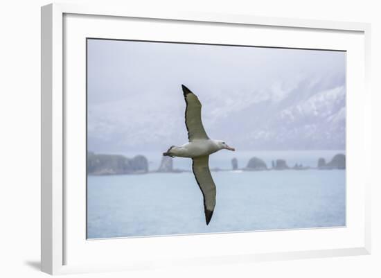 An Adult Wandering Albatross (Diomedea Exulans) in Flight Near Prion Island, Polar Regions-Michael Nolan-Framed Photographic Print