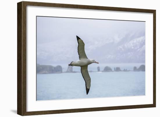 An Adult Wandering Albatross (Diomedea Exulans) in Flight Near Prion Island, Polar Regions-Michael Nolan-Framed Photographic Print