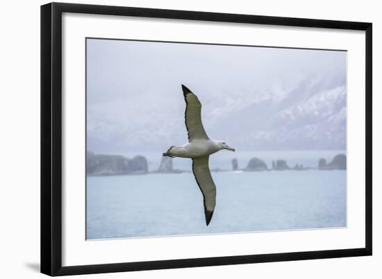 An Adult Wandering Albatross (Diomedea Exulans) in Flight Near Prion Island, Polar Regions-Michael Nolan-Framed Photographic Print