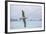 An Adult Wandering Albatross (Diomedea Exulans) in Flight Near Prion Island, Polar Regions-Michael Nolan-Framed Photographic Print