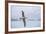 An Adult Wandering Albatross (Diomedea Exulans) in Flight Near Prion Island, Polar Regions-Michael Nolan-Framed Photographic Print