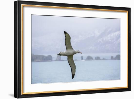 An Adult Wandering Albatross (Diomedea Exulans) in Flight Near Prion Island, Polar Regions-Michael Nolan-Framed Photographic Print