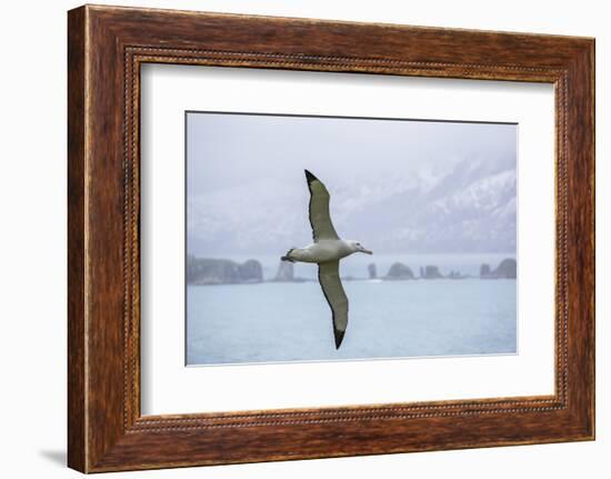 An Adult Wandering Albatross (Diomedea Exulans) in Flight Near Prion Island, Polar Regions-Michael Nolan-Framed Photographic Print