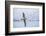 An Adult Wandering Albatross (Diomedea Exulans) in Flight Near Prion Island, Polar Regions-Michael Nolan-Framed Photographic Print