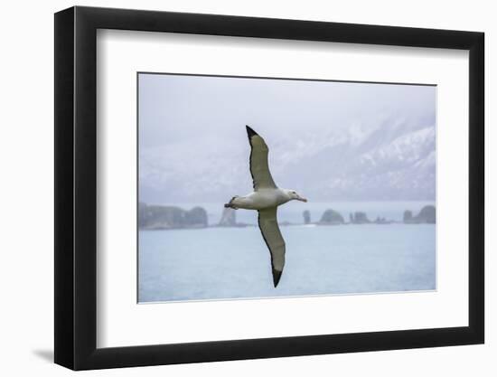 An Adult Wandering Albatross (Diomedea Exulans) in Flight Near Prion Island, Polar Regions-Michael Nolan-Framed Photographic Print