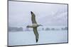 An Adult Wandering Albatross (Diomedea Exulans) in Flight Near Prion Island, Polar Regions-Michael Nolan-Mounted Photographic Print