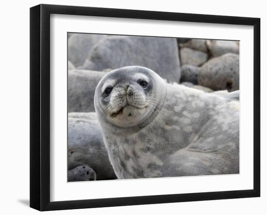 An adult Weddell seal (Leptonychotes weddellii), hauled out on Paulet Island in the Weddell Sea-Michael Nolan-Framed Photographic Print