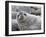 An adult Weddell seal (Leptonychotes weddellii), hauled out on Paulet Island in the Weddell Sea-Michael Nolan-Framed Photographic Print