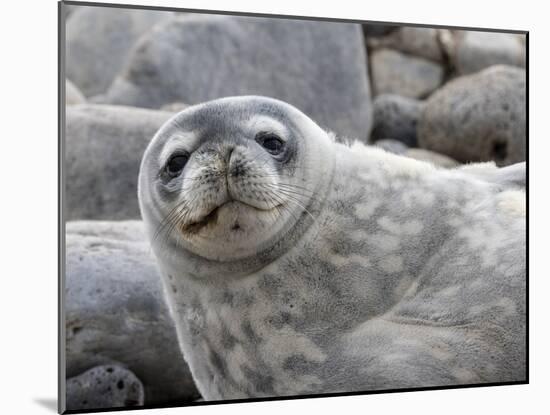 An adult Weddell seal (Leptonychotes weddellii), hauled out on Paulet Island in the Weddell Sea-Michael Nolan-Mounted Photographic Print