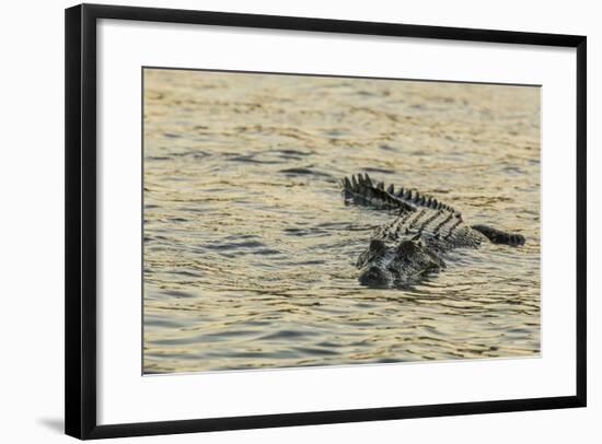 An Adult Wild Saltwater Crocodile (Crocodylus Porosus), Mitchell River National Park-Michael Nolan-Framed Photographic Print