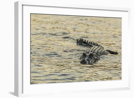 An Adult Wild Saltwater Crocodile (Crocodylus Porosus), Mitchell River National Park-Michael Nolan-Framed Photographic Print