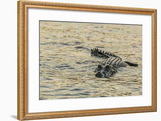 An Adult Wild Saltwater Crocodile (Crocodylus Porosus), Mitchell River National Park-Michael Nolan-Framed Photographic Print