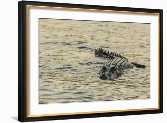 An Adult Wild Saltwater Crocodile (Crocodylus Porosus), Mitchell River National Park-Michael Nolan-Framed Photographic Print